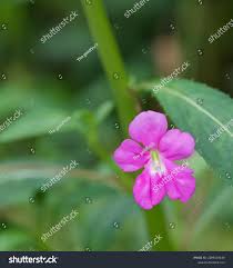 Image result for Impatiens irvingii