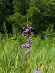 Image result for Buchnera randii