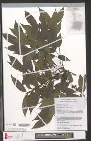 Image result for Pilea sublucens