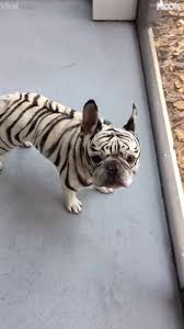 Sahiplenildiği takdirde, oldukça akıllı bir dost olan french bulldog, günümüzde en sevilen köpek ırklarındandır. The Hook Frenchie Zebra Facebook