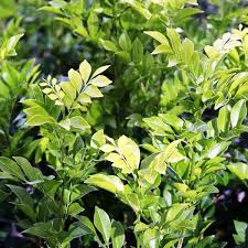 Image result for Murraya paniculata