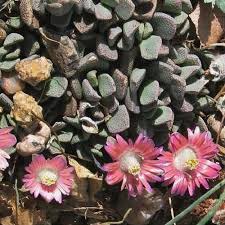 Image result for Nananthus