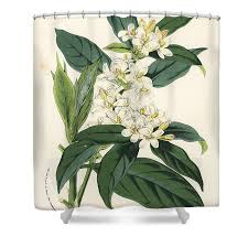 Image result for Mitriostigma axillare