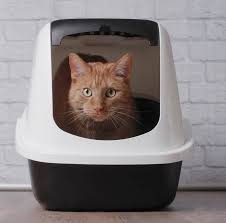 This cat was affected by megacolon, a condition which literally meant enlarged colon. Five Common Cat Digestive Problems What To Do Hill S Pet
