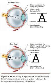 The Structure Of The Eye And The Functions Of These Accessory Structures Eye Structure Eye Function Ciliary Muscle