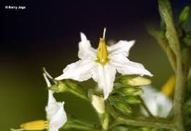 Image result for Solanum torreanum