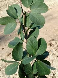 Image result for Pithecellobium dulce