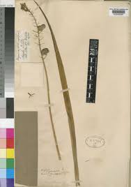 Image result for Ornithogalum pulchrum