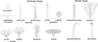 ( botany , of leaves ) having the petiole attached to the lower surface instead of the margin. Monstera Deliciosa An Overview Sciencedirect Topics