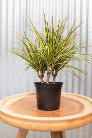 Dracaena massangeana likes soil that is slightly acidic and drains well. Pin On Decoracion De Casa Con Plantas
