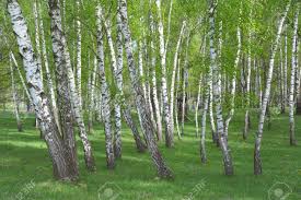 Order online tickets tickets see availability directions. Common Birch Betula Pendula Forest Stock Photo Picture And Royalty Free Image Image 57499960