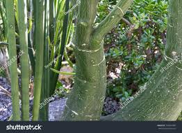 Image result for Adenia fruticosa