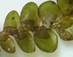 Image result for Obetia radula