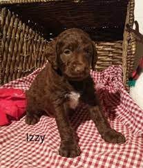 These activities include retrieving, trailing and pointing pheasant, waterfowl, quail, raccoons, grouse. German Shorthaired Pointer Poodle Standard Mix Puppy For Sale In Sugarcreek Oh Adn 57920 On Puppyfinder Puppies For Sale German Shorthaired Pointer Puppies