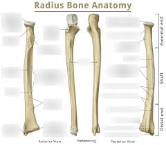 Hand anatomy metacarpals phalanges bones carpals illustration labels radius ulna. Anatomy 121 Radius Labeling Diagram Quizlet