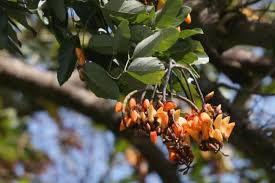 Image result for Erythrina fusca