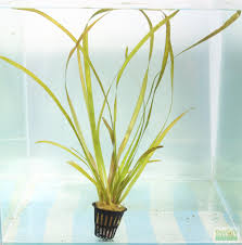 Image result for Vallisneria spiralis