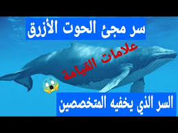 الحوت الأزرق نهاية البشرية تفسير الحقيقي لظهور الحوت في جميع البلاد Youtube