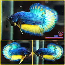 Live Betta Fish Juvenile Boy Blue Turquoise Mustard Halfmoon Plakat Hmpk 1753 Betta Fish Betta Siamese Fighting Fish