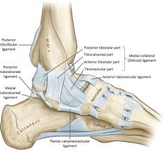 The anterior talofibular ligament (atfl), which connects the front of the talus bone to a long bone in the lower leg called the fibula the calcaneofibular ligament (cfl), which connects the calcaneus, or heel bone, to the fibula Ankle Joint An Overview Sciencedirect Topics