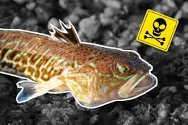 Nix Fur Feiglinge Fisch Zubereiten Angeln Fische
