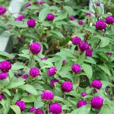 Maybe you would like to learn more about one of these? Gomphrena Pink Billy Buttons View All Flowers Australian Seed