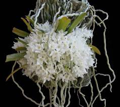 Image result for Mystacidium