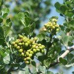 Image result for Searsia lucida