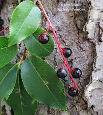 Some pine trees are native to new zealand and some are not, such as the kahikatea or white pine which is native to new zealand. 15 Trees For A Wildlife Friendly Edible Landsape