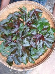 Image result for Jatropha schlechteri