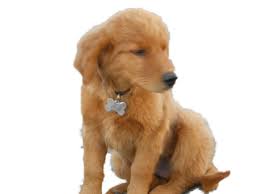 Puppy Punch Is Nutricious And Delicious With Vitamins And Nutrients