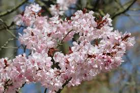 You will see these butterflies on the flowering dogwood: 27 Flowering Trees For Virginia Gardens Progardentips