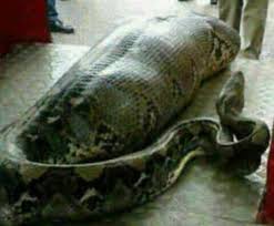 Image result for reported that an account staff Joan Asen and a lady outside JAMB connived to steal the money “spiritually” Nigerians have reacted to reports that a mystery snake sneaked into the account office of the Joint Admissions and Matriculation Board, JAMB, in Makurdi, Benue State and swallowed N36 million cash.