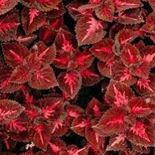 Image result for Coleus maculosus