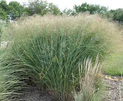 Image result for Panicum infestum