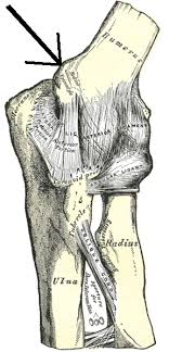 Medial epicondyle of the humerus. Medial Epicondyle Of The Humerus Wikipedia
