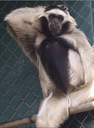 Image result for Hylebates cordatus