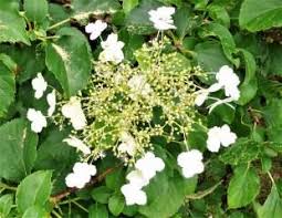 Check spelling or type a new query. Climbing Hydrangea