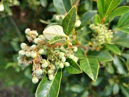 Image result for Searsia tomentosa