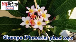 Riesenauswahl an produkten für zuhause. Step By Step Gardening Champa Plumeria Plant Care Propagation Youtube