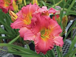 The round, lightly ruffled petals open wide, the better to show off the dynamic colors. Reliably Reblooming Perennial Plants Finegardening