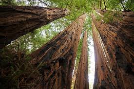 Instead, they have a shallow root system that rarely goes more than 12 feet underground but can extend up to 100 hundred feet outward, forming a network of connected root systems with other trees. 11 Facts About Coast Redwoods The Tallest Trees In The World