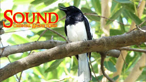 sound oriental magpie robin เส ยงร องนกกางเขนบ าน ในป 2021