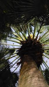 Image result for Borassus