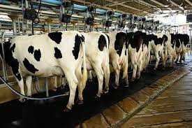 Dairy Industry In Pakistan Pakissan Com