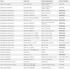 Image result for Agrocharis incognita