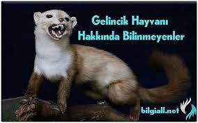 Gelincik Hayvani Hakkinda Bilinmeyenler