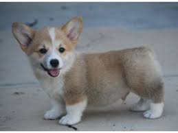 Sold puppies album 1 puppy care info r.i.p. Corgi Puppies For Sale In Va Petswall