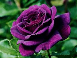 Elegir las 10 rosas más bonitas del mundo no es fácil, sobre todo si tenemos en cuenta que en el mundo hay más de 30.000 rosas diferentes, procedentes de todas las variedades posibles: Como Plantar Rosas En El Jardin De Casa Plantas