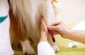 Von Willebrand S Sygdom En Blodersygdom Hunden Dk